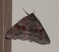 Zale submediana