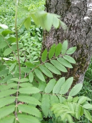 Sorbus aucuparia