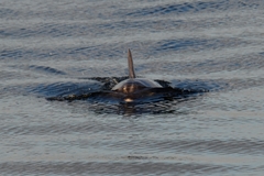 Tursiops truncatus