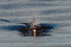 Tursiops truncatus