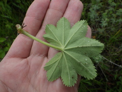 Alchemilla conglobata