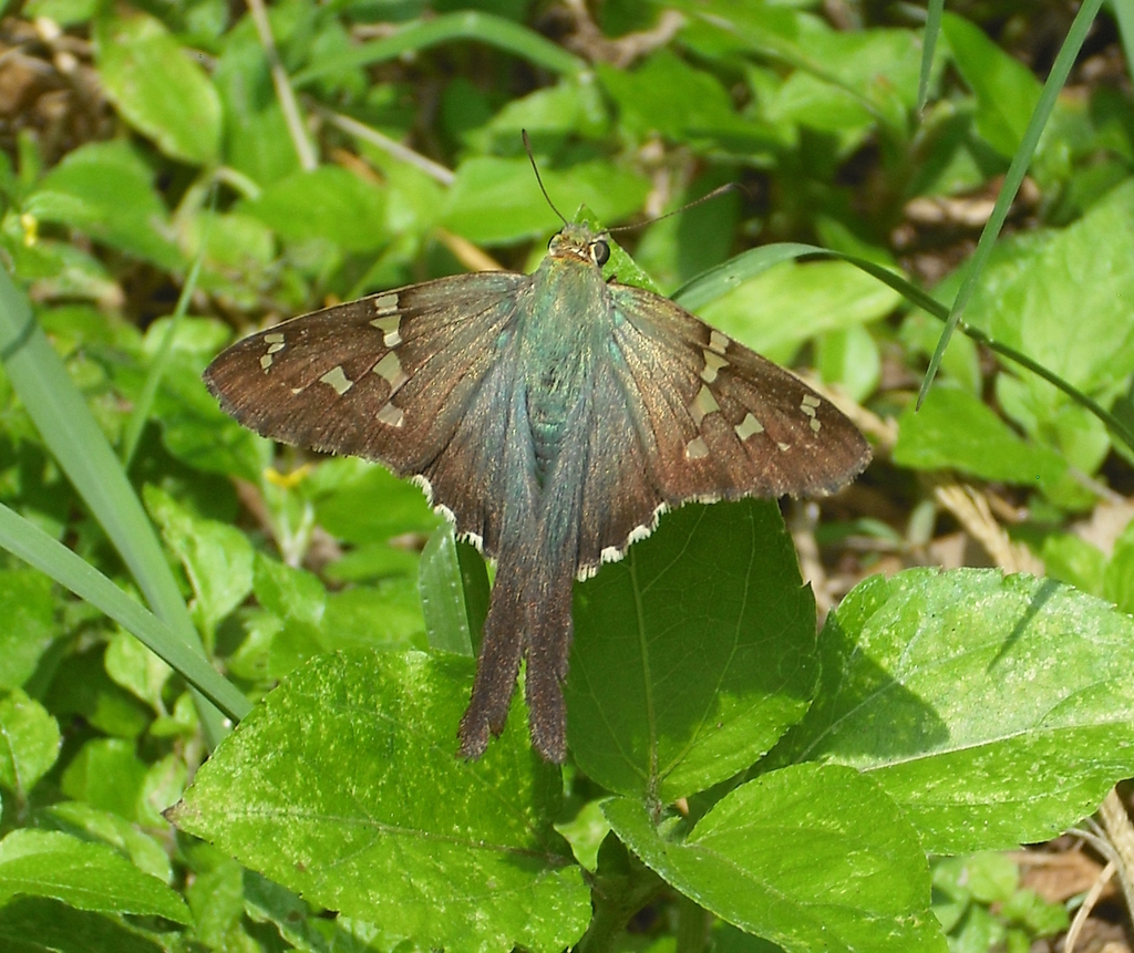LongTailed Skipper (Butterflies of San Diego County) · iNaturalist