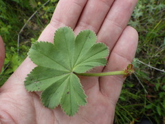 Alchemilla conglobata