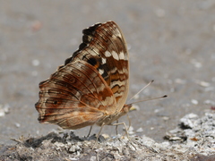 Junonia erigone