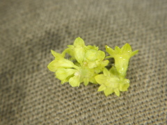 Alchemilla conglobata