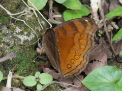 Junonia hedonia ida