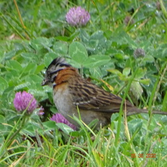 Zonotrichia capensis