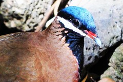 Starnoenas cyanocephala