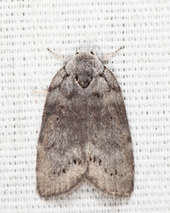 Polygrammate cadburyi