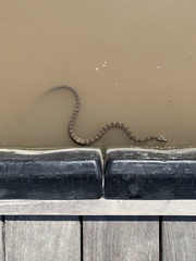 Nerodia sipedon