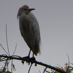 Bubulcus ibis
