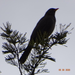 Turdus fuscater