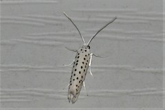 Yponomeuta multipunctella