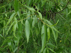 Salix