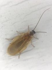 Compsodes schwarzi