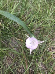 Calochortus nudus