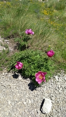 Paeonia