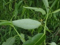 Salix