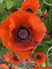 Papaver orientale