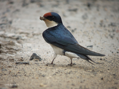Hirundo aethiopica