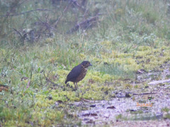 Grallaria squamigera