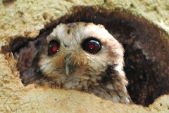 Margarobyas lawrencii