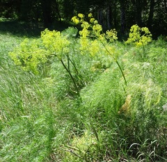 Ferula songarica