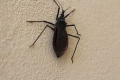 Dipetalogaster maximus