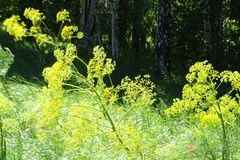 Ferula songarica
