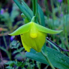 Calochortus pulchellus