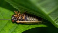 Magicicada cassinii