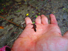 Sphaerodactylidae