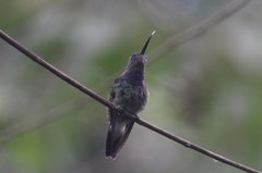 Polyerata rosenbergi