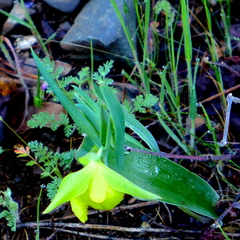 Calochortus pulchellus