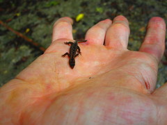 Sphaerodactylidae