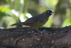 Mitrospingus cassinii