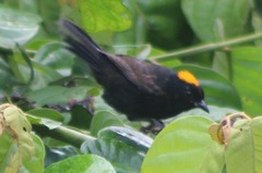 Tachyphonus delatrii