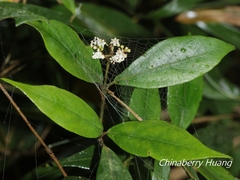 Viburnum integrifolium