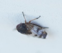 Anoscopus