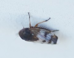 Anoscopus