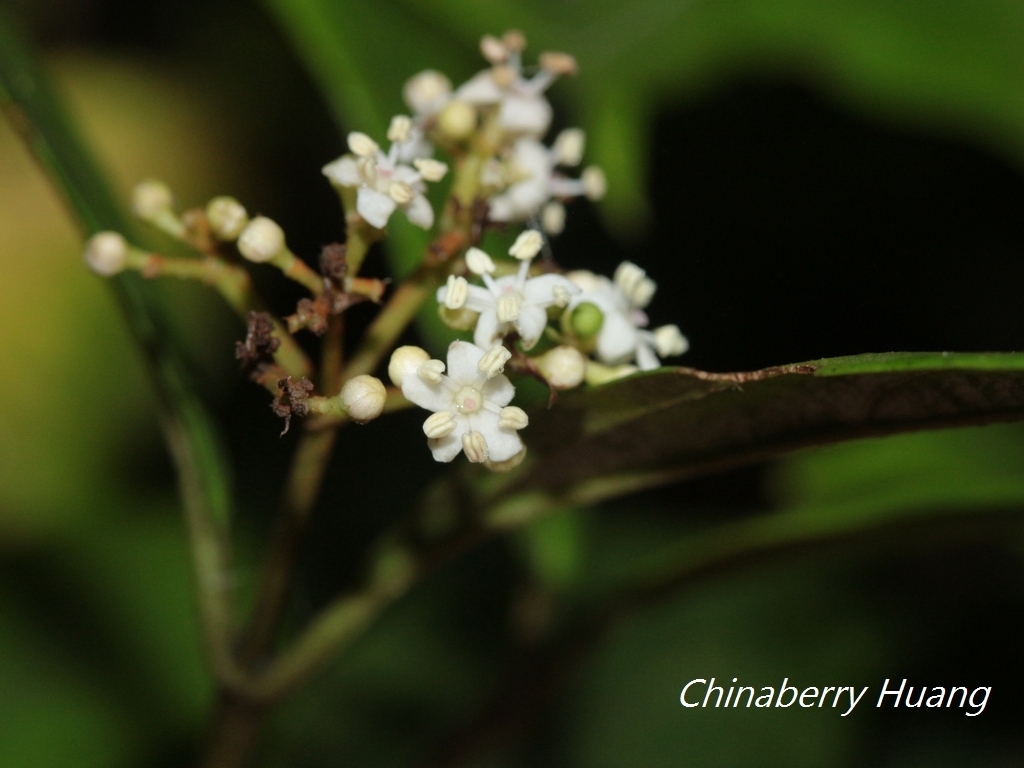 Viburnum integrifolium