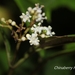 Viburnum integrifolium - Photo (c) Lijin Huang (紫楝), algunos derechos reservados (CC BY-NC), subido por Lijin Huang (紫楝)