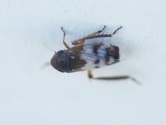 Anoscopus