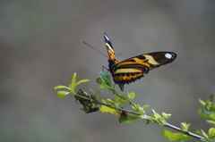 Heliconius ethilla