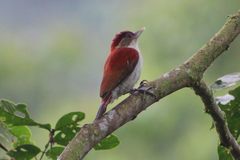 Dryobates callonotus