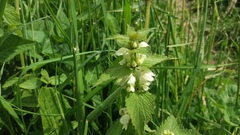 Lamium album