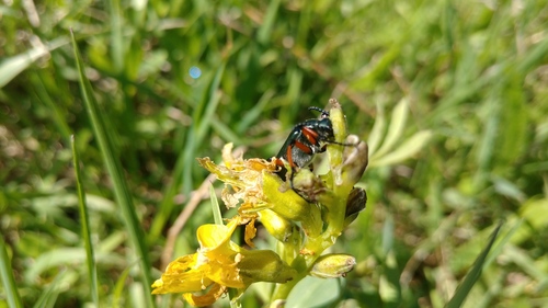 Say's Blister Beetle photo 5