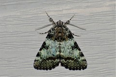 Catocala connubialis