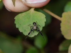 Harmochirus brachiatus