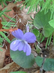 Viola rupestris